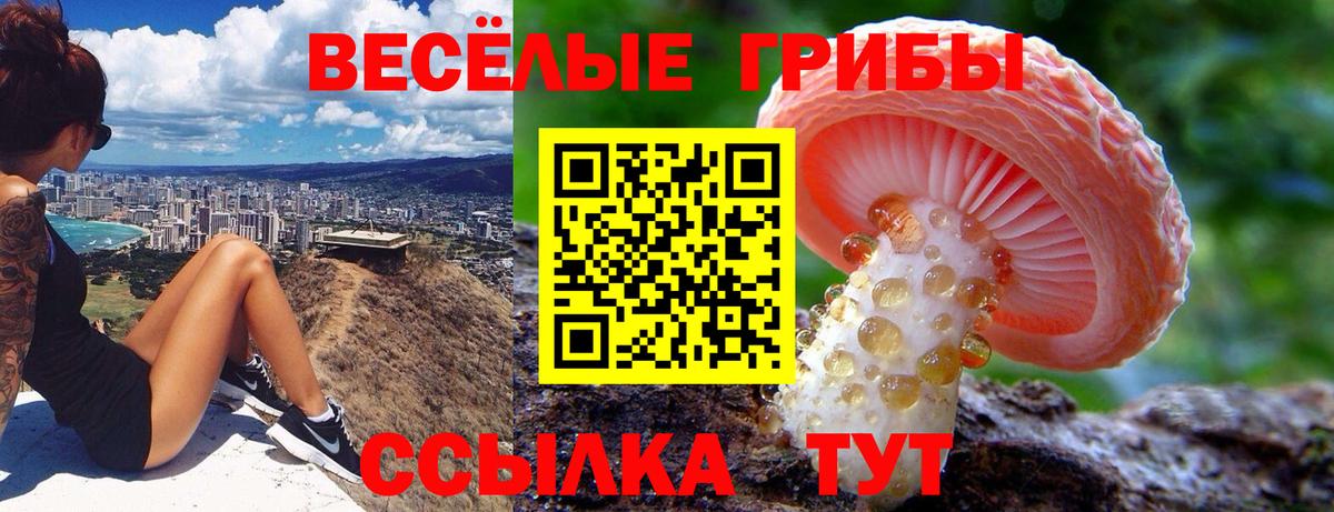 Псилоцибиновые грибы Psilocybine cubensis Хабаровск